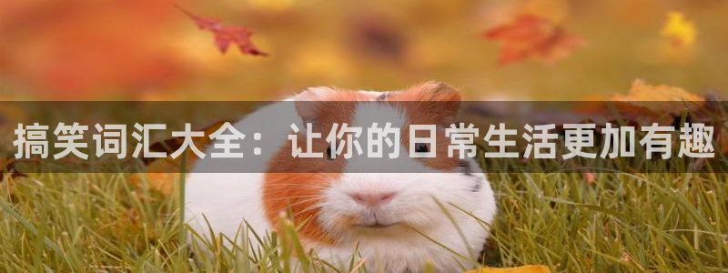 wg电子平台：搞笑词汇大全：让你的日常生活更加有趣